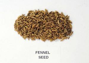 13fn-fennel_seed
