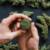 Online Dispensary Canada