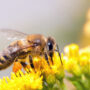 Ultimate Guide to Bug Bites: Identification, Treatment, and Prevention