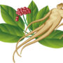 Unlocking the Power of Ginseng: Health Benefits Explained