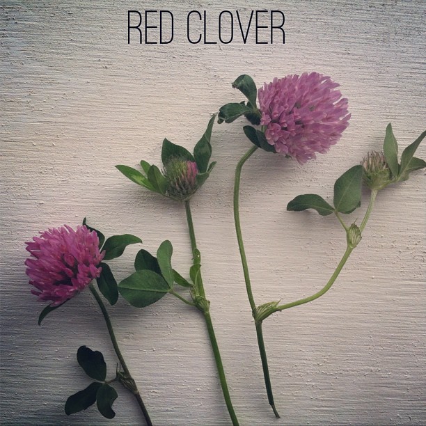 red clover for hot flashes