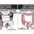 Best Colon Cleansing Products