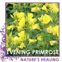 Eveningprimrose