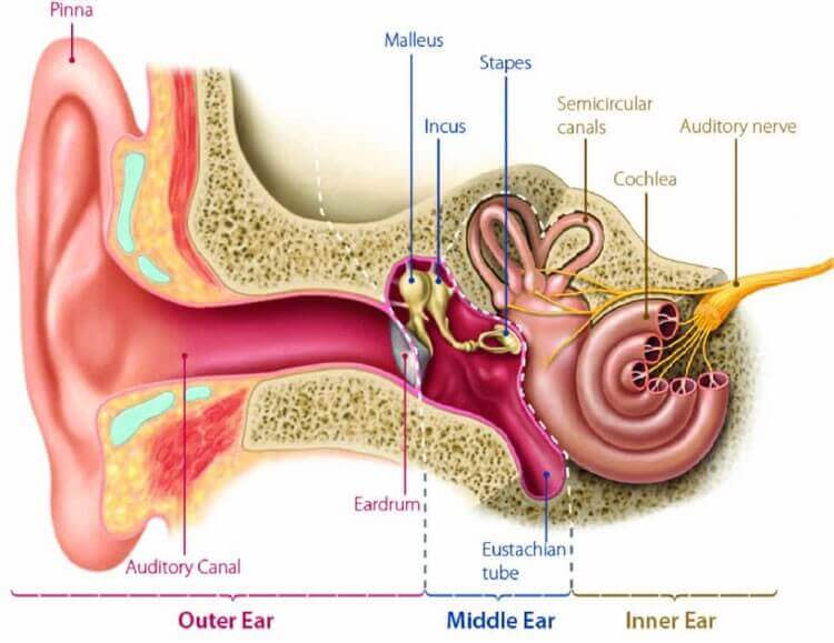 association between tinnitus, the neck and TMJ