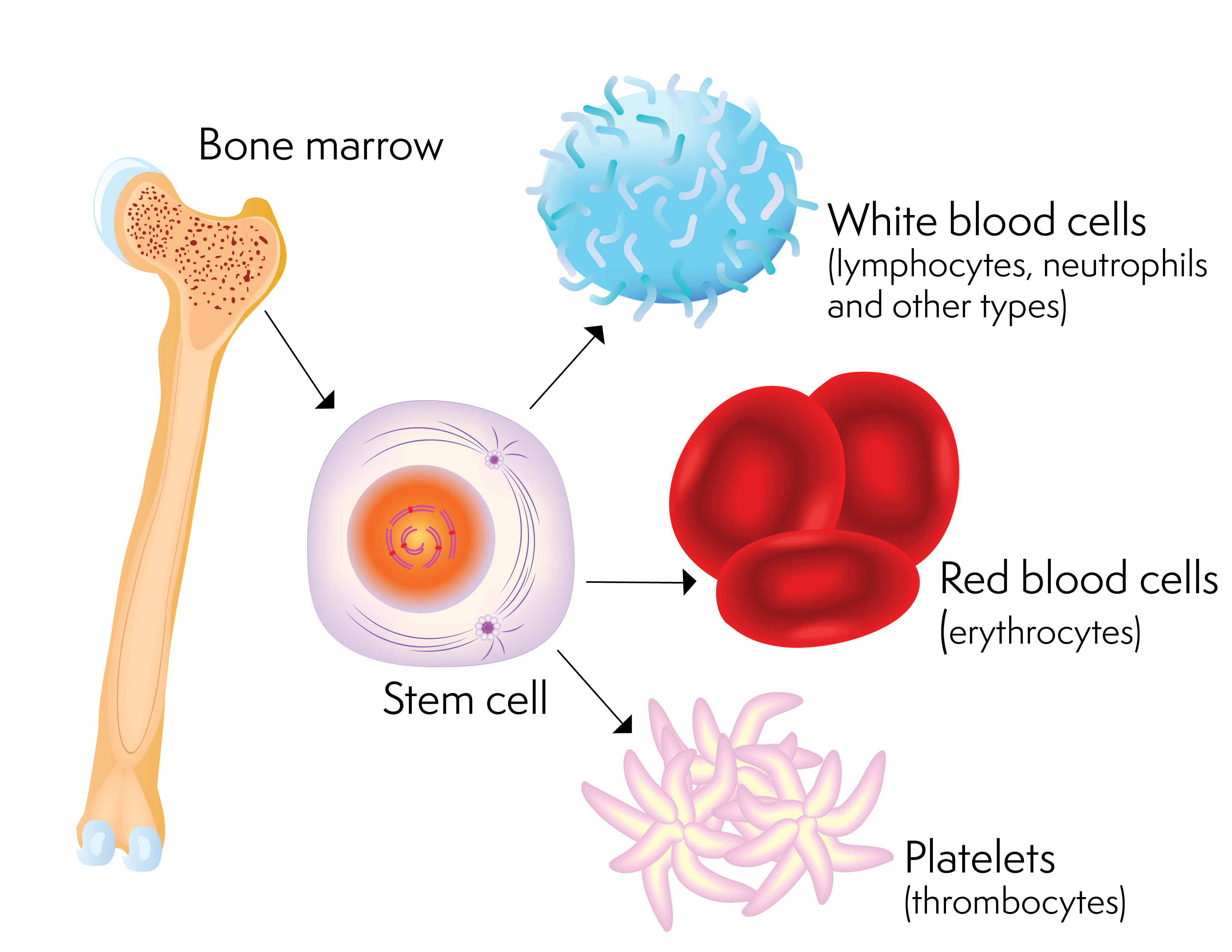 The Life Saving Potential Of Stem Cell Therapy Be Your Best Well Self