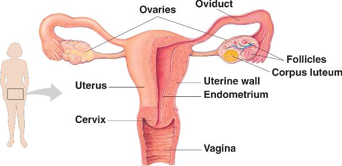 how to cure morning sickness