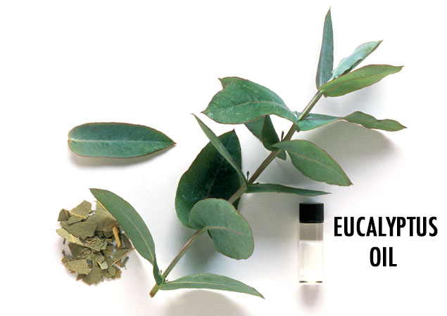 eucalyptus oil