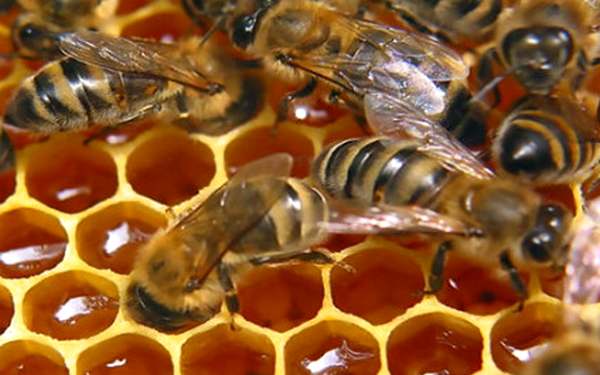 what is raw honey