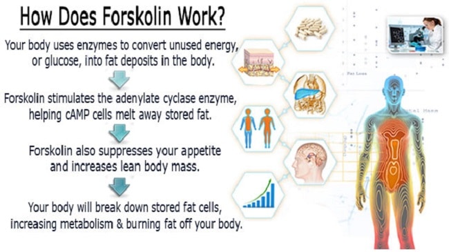how does forskolin work