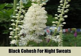 black cohosh for night sweats