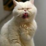 homemade remedies for sore throat
