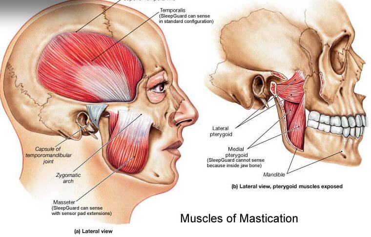 mastification muscles