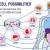 The Life Saving Potential Of Stem Cell Therapy